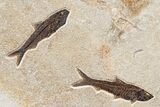 Green River Fossil Fish Mural with Monster Phareodus #356710-6